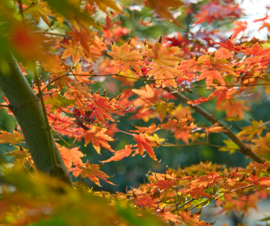 seasonal eyecare